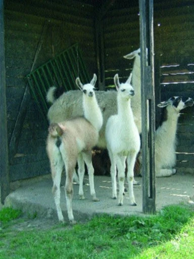 Lama (2. část)