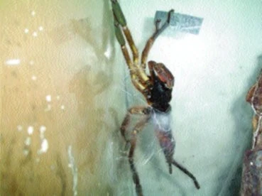 Přečerpávání samce Poecilotheria ornata