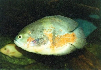 Vrubozubec paví (Astronotus ocellatus)