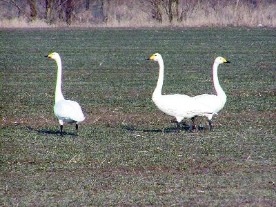 Labuť zpěvná (Cygnus cygnus)