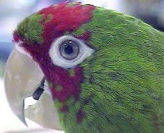Ojedinělý odchov aratingy skvrnitého v Německu