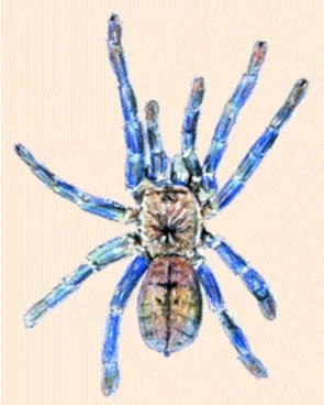 Haplopelma lividum