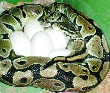 Popis chování Python regius před a po zabřeznutí