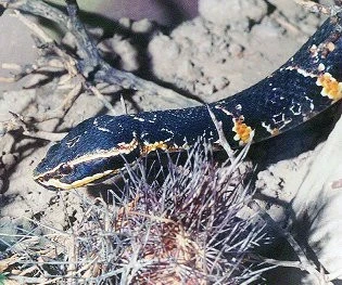 Potíže s krmením - Agkistrodon b. bilineatus (Guenther, 1863)