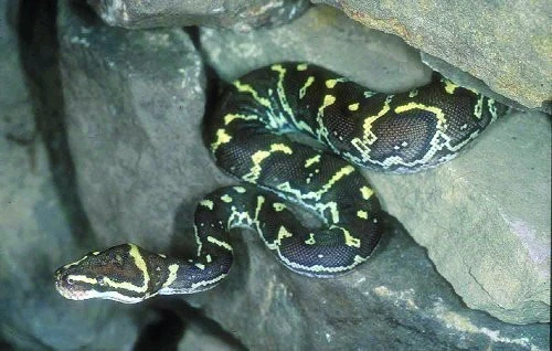 Hadi (Serpentes) – databáze literárních odkazů: 4.díl