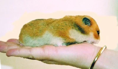 Křeček zlatý jako krmný hlodavec