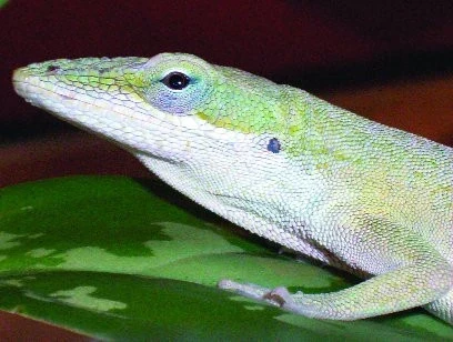 Ještě pár poznámek k anolisi rudokrkému