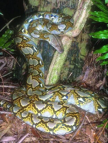 Desetimetrový had?!