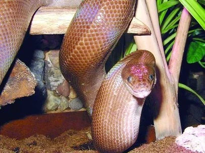 Schopnost barvoměny u Epicrates cenchria maurus