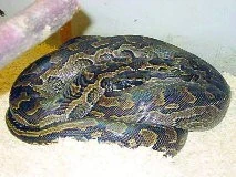 Hadi (Serpentes) – databáze literárních odkazů: 6.díl
