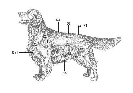 Veterinární alternativní medicína – 4. Část (Veterinární akupunktura a akupresura)
