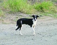 Schnapi