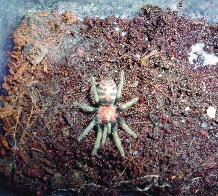 Cyclosternum fasciatum (O.P. – Cambridge,1892)