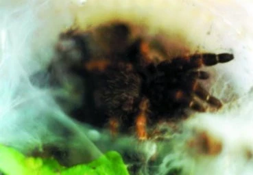 Psalmopoeus redunctus
