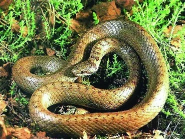 Coronella austriaca – užovka hladká