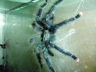 Páření a odchov Avicularia metallica