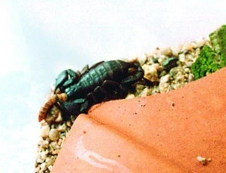 Štír kýlnatý – Euscorpius carpathicus