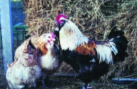 Než se stanu chovatelem hrabavé čistokrevné drůbeže