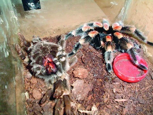 Druhý svlek dospělého samce Brachypelma smithi