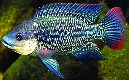 Oreochromis mossambicus - Okounovec mosambický