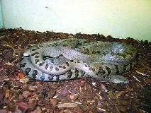 Hadi (Serpentes) – databáze literárních odkazů: 10.díl