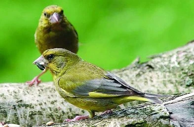 Zvonek zelený – barevné mutace a chov