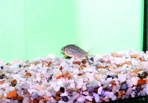 Corydoras sterbai (KNAACK, 1962)