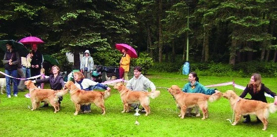 Klubová výstava retrievrů na Konopišti aneb jak motivovat budoucí chovatele k výstavám