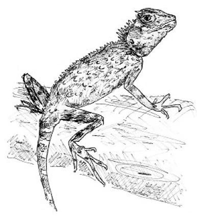 Agamy – na pokračování