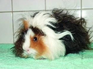Nové plemeno morčete Lunkarya a Curly