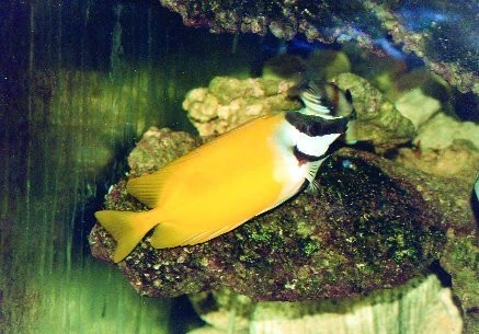Králíčkovec liščí (Siganus vulpinus)