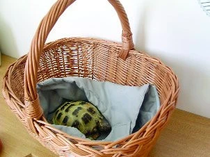 Začínáme s chovem želv - 8. část