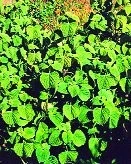Šalvěj španělská – Salvia hispanica L.