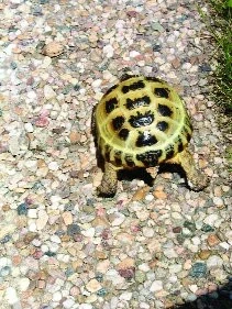 Začínáme s chovem želv - 10. část