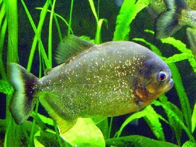 Serraselmus nattereri