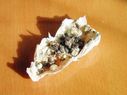 Chromatopelma cyanopubescens