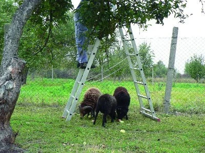 Česání jablek trošku jinak