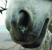 Malá veterinární příručka pro milovníky koní - díl 11.