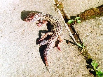 Gekončík noční (Eublepharis macularius)