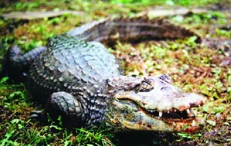 Kajman brýlový (Caiman crocodilus)