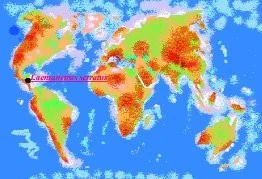 Bazilišek štíhlý – Laemanctus serratus Iguanidae