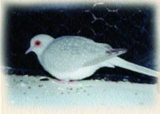 Holoubek diamantový - Geopelia cuneata
