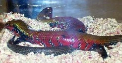 Scink ozdobný – Riopa fernandi Scincidae