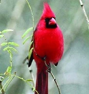 O kardinálu červeném