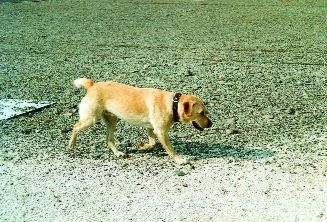 Labrador na cvičáku