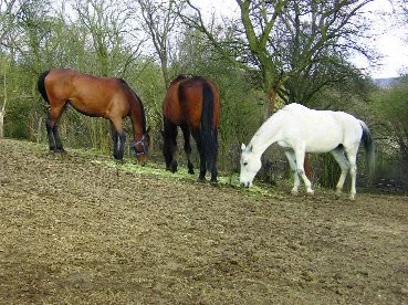 Koně se pasou ze země aneb nechováme žirafy