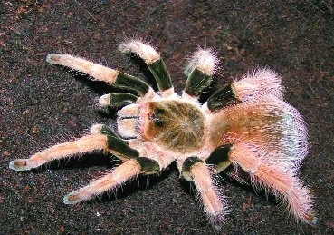 Megaphobema robusta (Ausserer 1875)