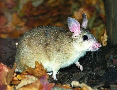 Křeček velký