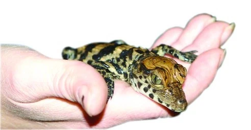 Malí krokodýlci