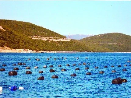 Pěstování ústřic na jadranském pobřeží